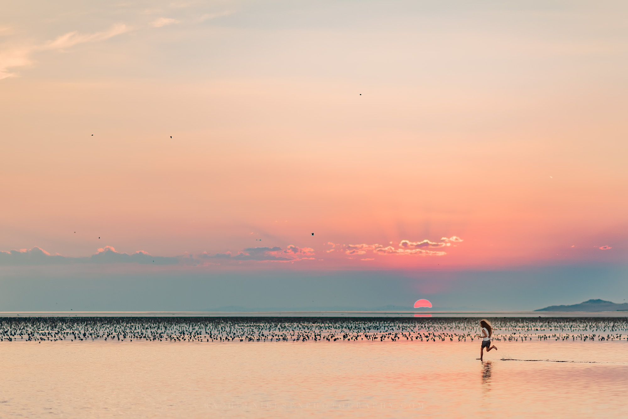 So many birds